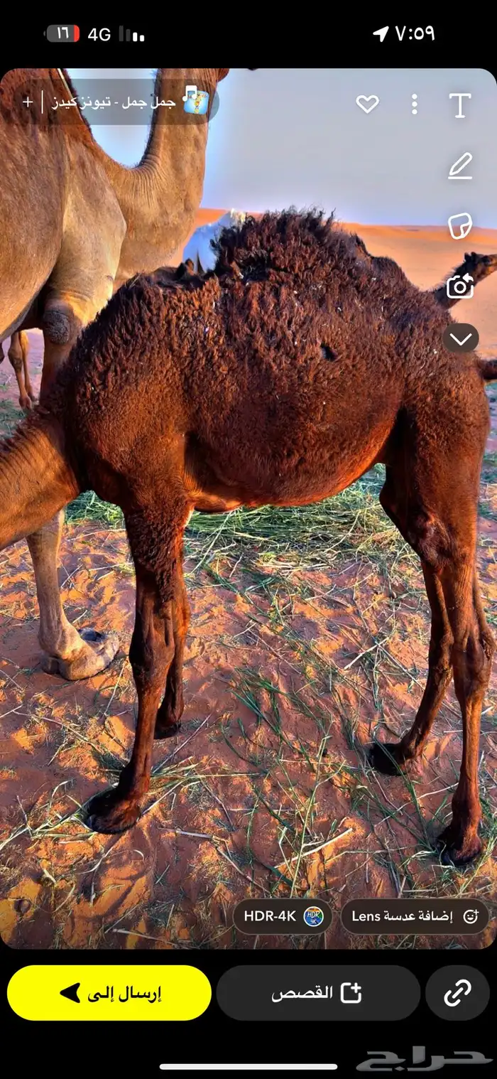 قعود لباني مجهم للبيع 0
