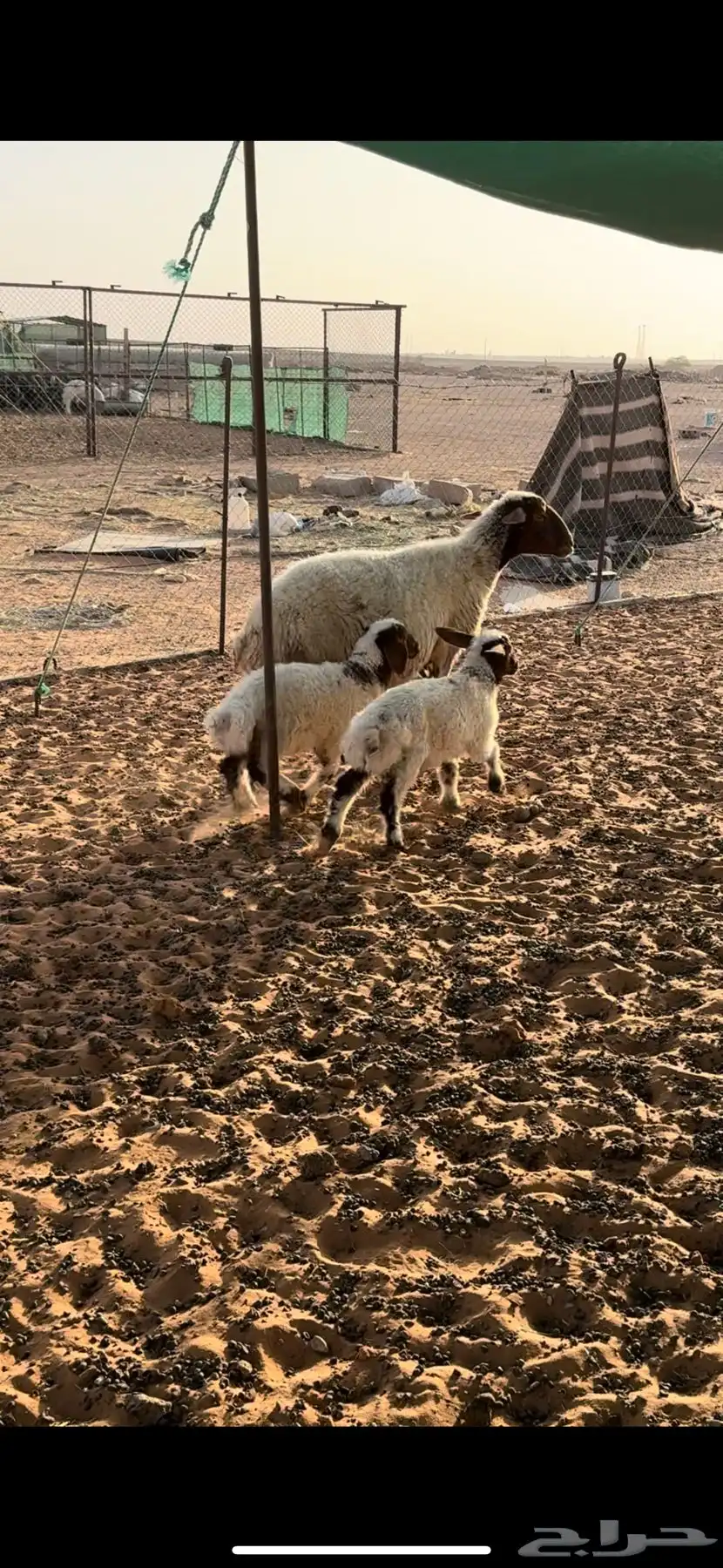 شاه متاومه 3
