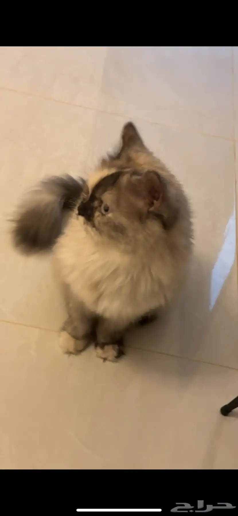 قطة هملايا 2
