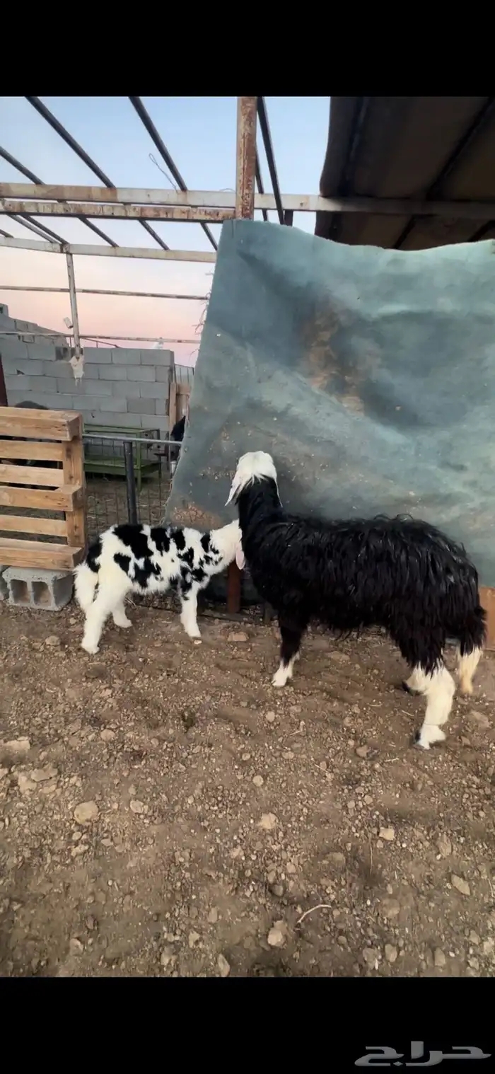 رخل نجديه ثنيه والد معها رخل برقا تم البيع 2