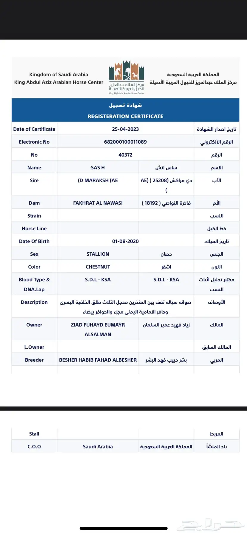 حصان واهو كفو للبيع 3