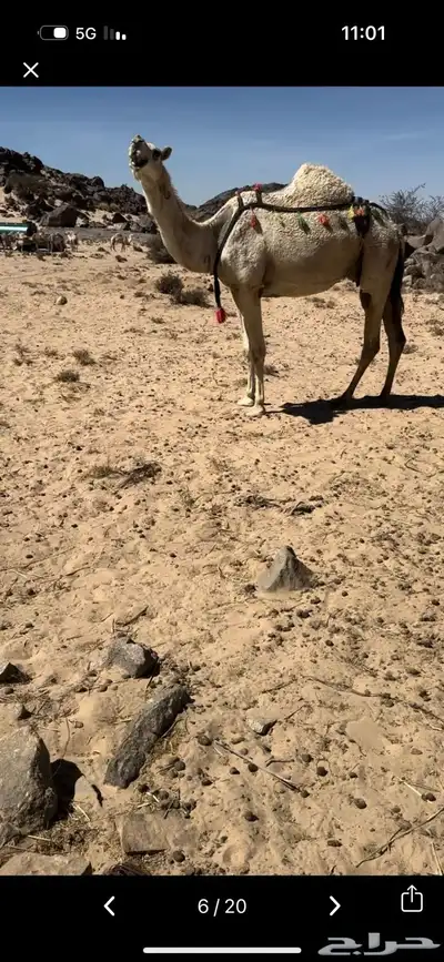 خلفه وضحا تحتها بكره وضحا طيبه وهديه وحليب وزين 14