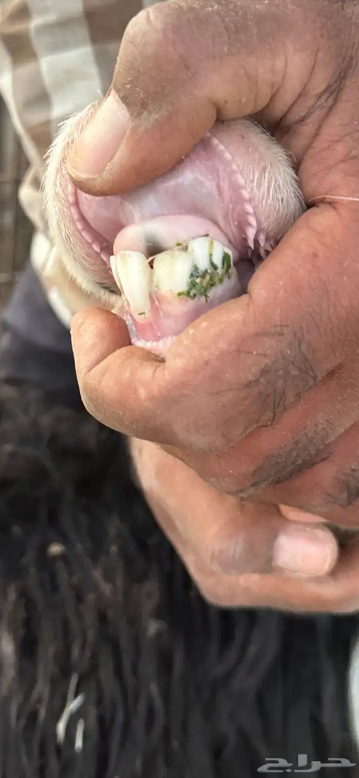 رخل نجديه ثنيه والد معها رخل برقا تم البيع 3