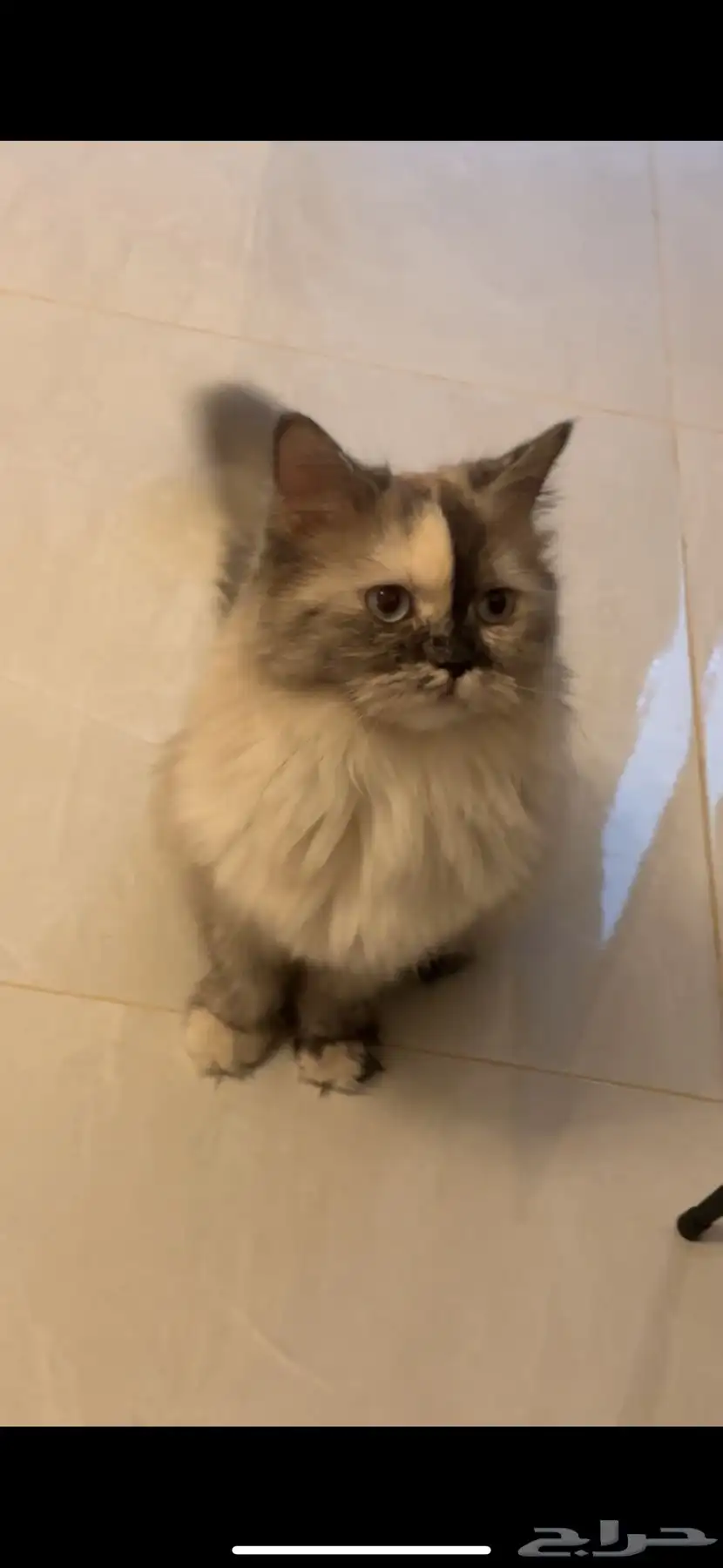قطة هملايا 0