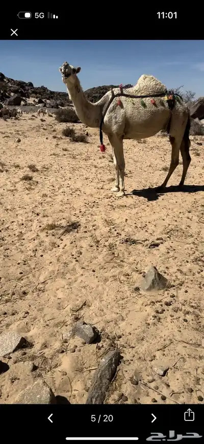 خلفه وضحا تحتها بكره وضحا طيبه وهديه وحليب وزين 13