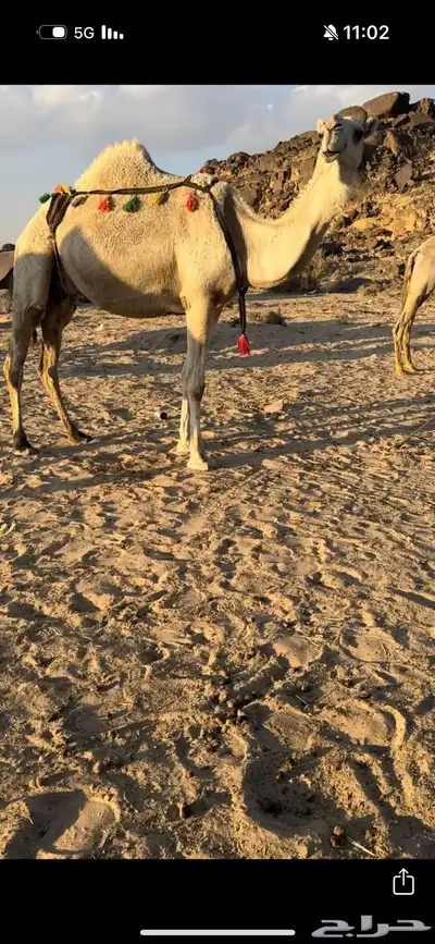 خلفه وضحا تحتها بكره وضحا طيبه وهديه وحليب وزين 9