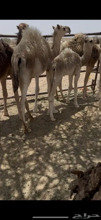خلفه وضحا تحتها بكره وضحا طيبه وهديه وحليب وزين 4