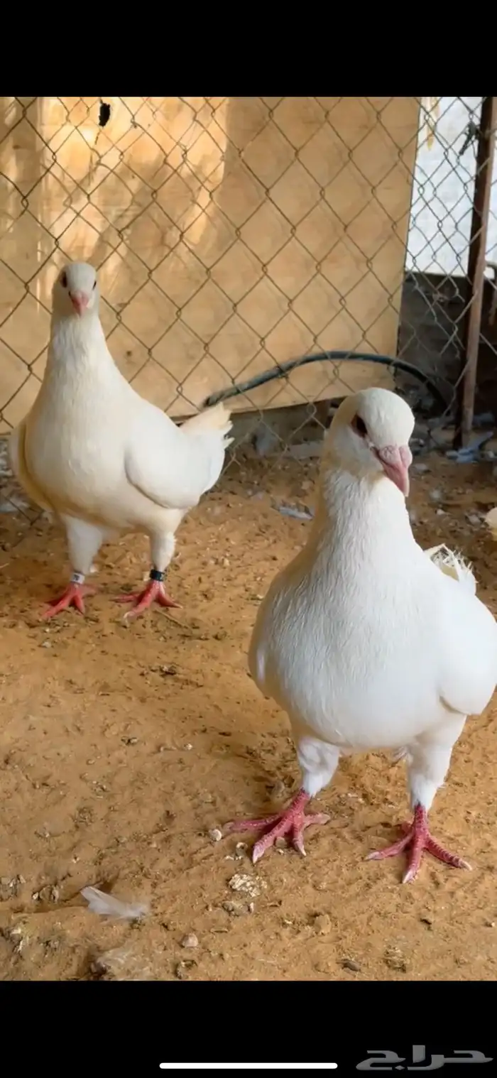 يوجد مجموعة زاجل زينه نخبة اللي له خاطر 9