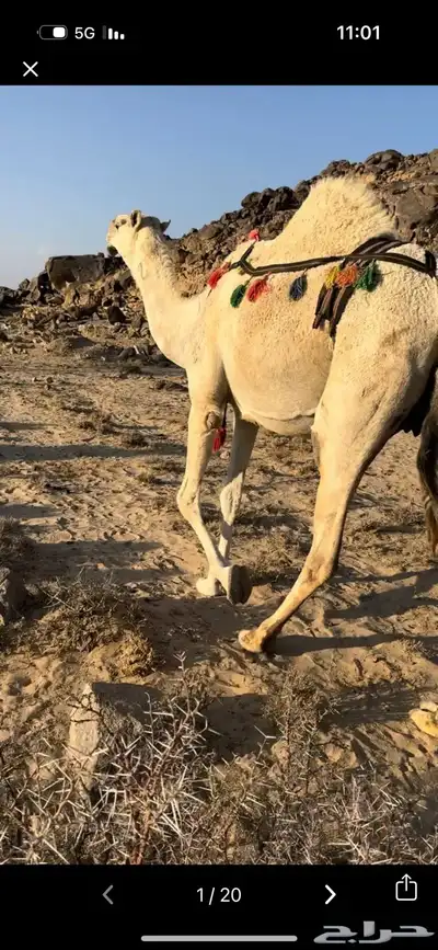 خلفه وضحا تحتها بكره وضحا طيبه وهديه وحليب وزين 17