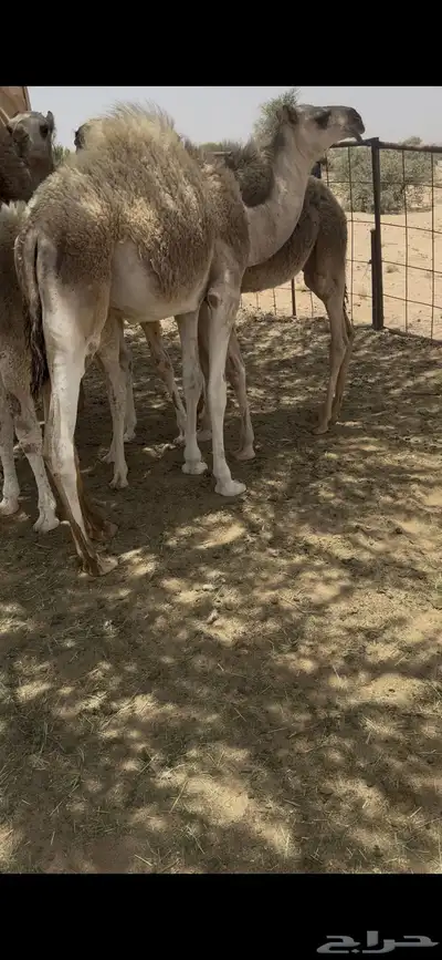 خلفه وضحا تحتها بكره وضحا طيبه وهديه وحليب وزين 3