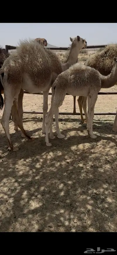 خلفه وضحا تحتها بكره وضحا طيبه وهديه وحليب وزين 8