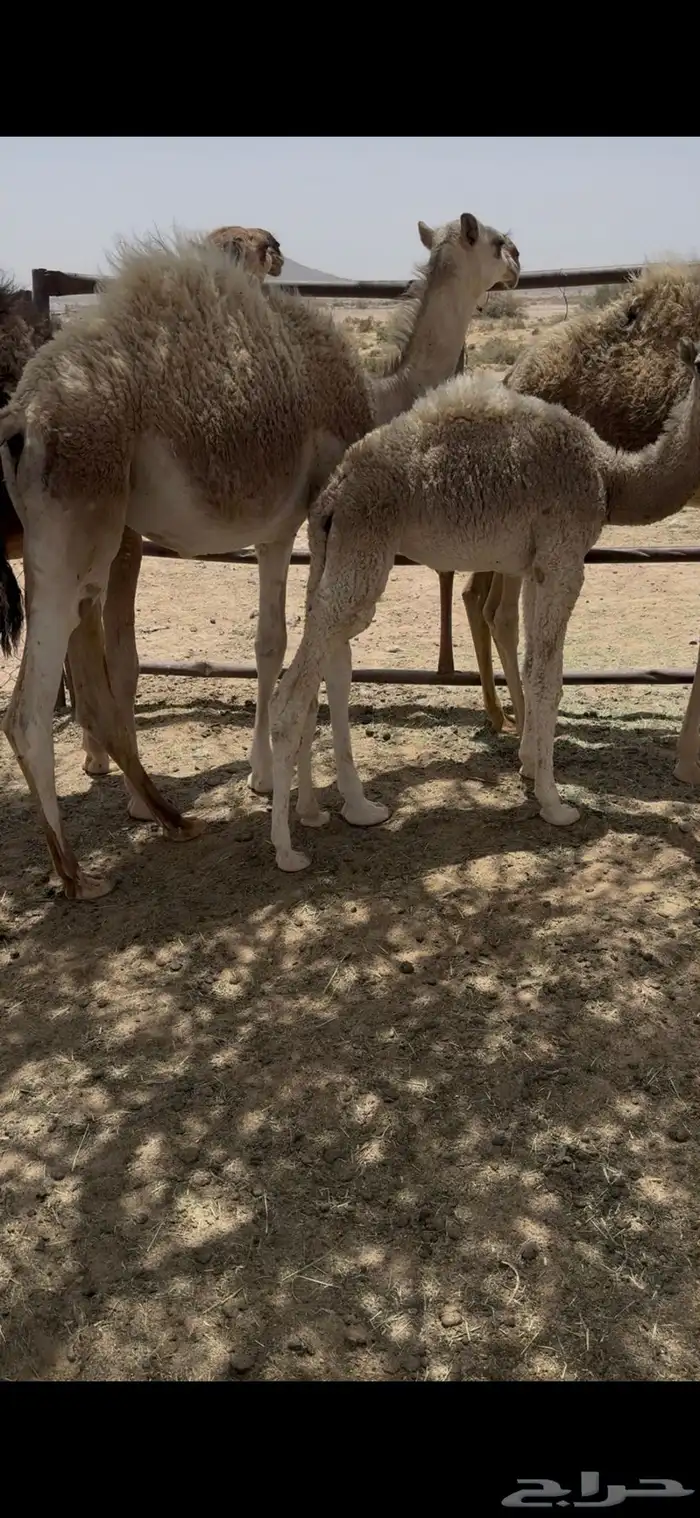 خلفه وضحا تحتها بكره وضحا طيبه وهديه وحليب وزين 8