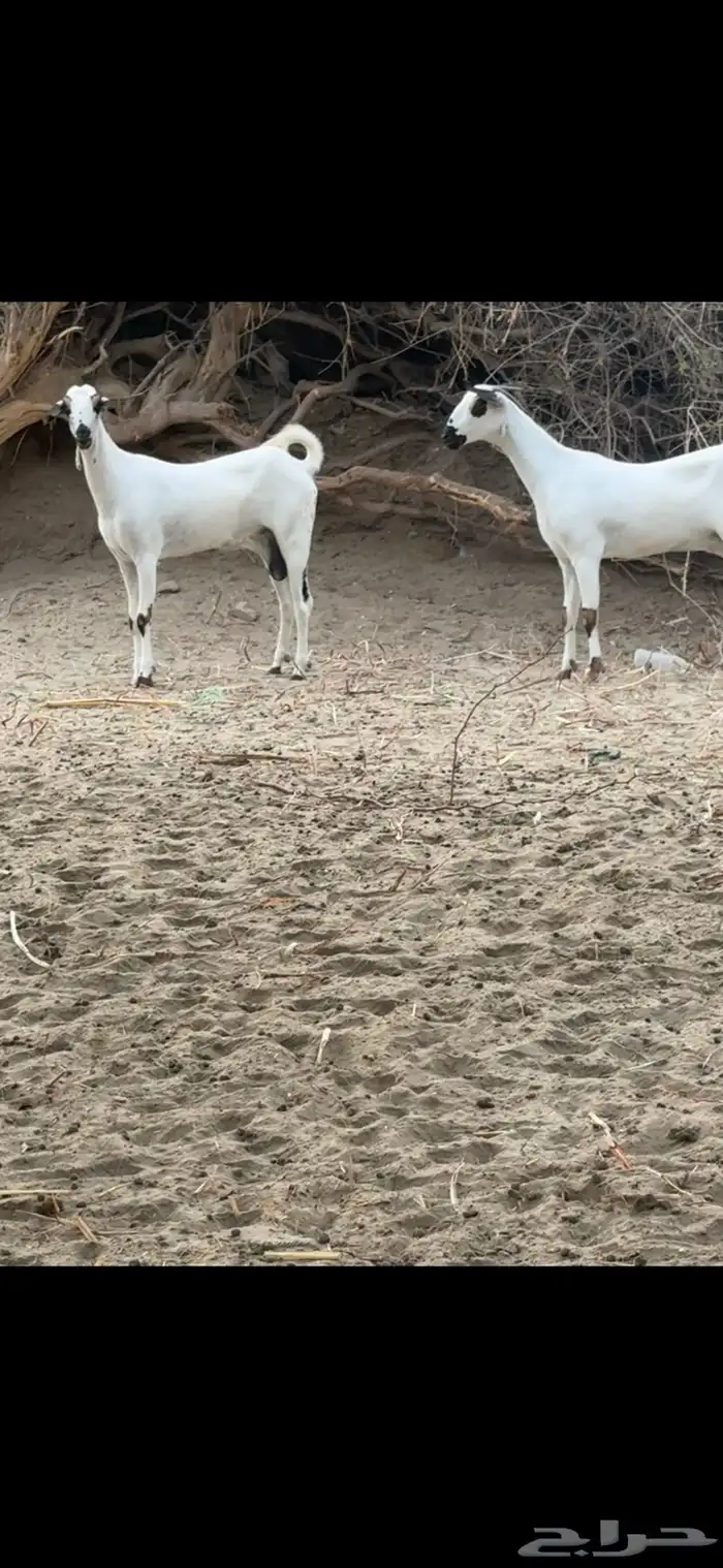 ماعز بيشيات صنف فاخر 0