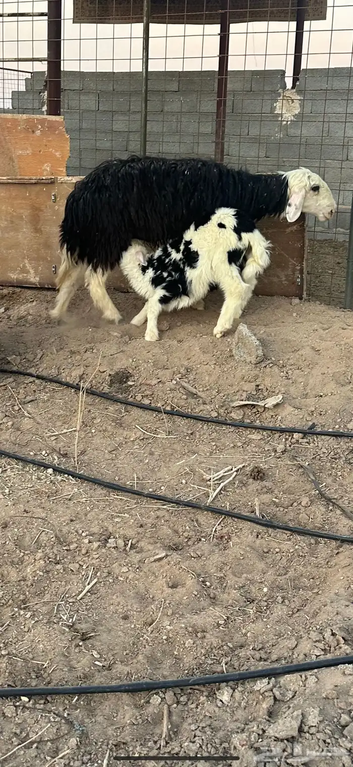 رخل نجديه ثنيه والد معها رخل برقا تم البيع 1