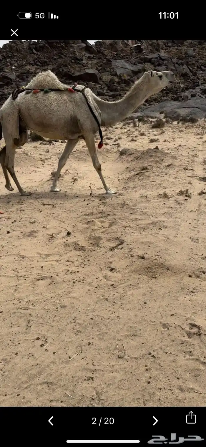 خلفه وضحا تحتها بكره وضحا طيبه وهديه وحليب وزين 15