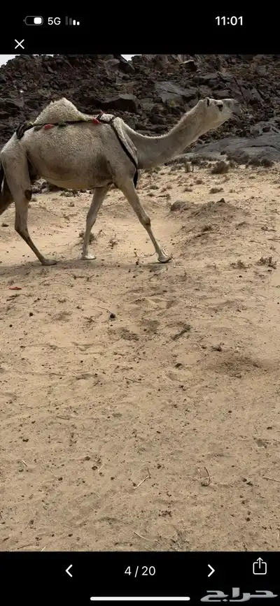 خلفه وضحا تحتها بكره وضحا طيبه وهديه وحليب وزين 12