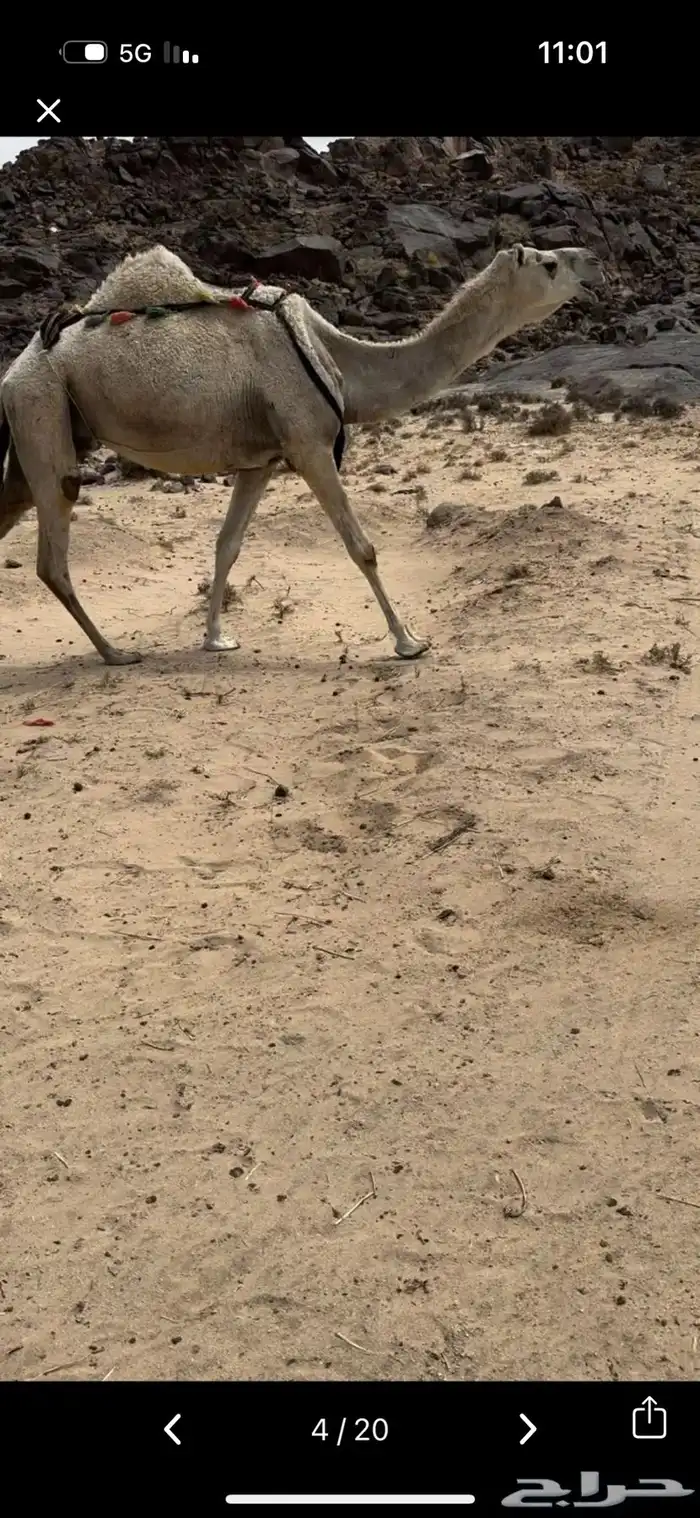 خلفه وضحا تحتها بكره وضحا طيبه وهديه وحليب وزين 12