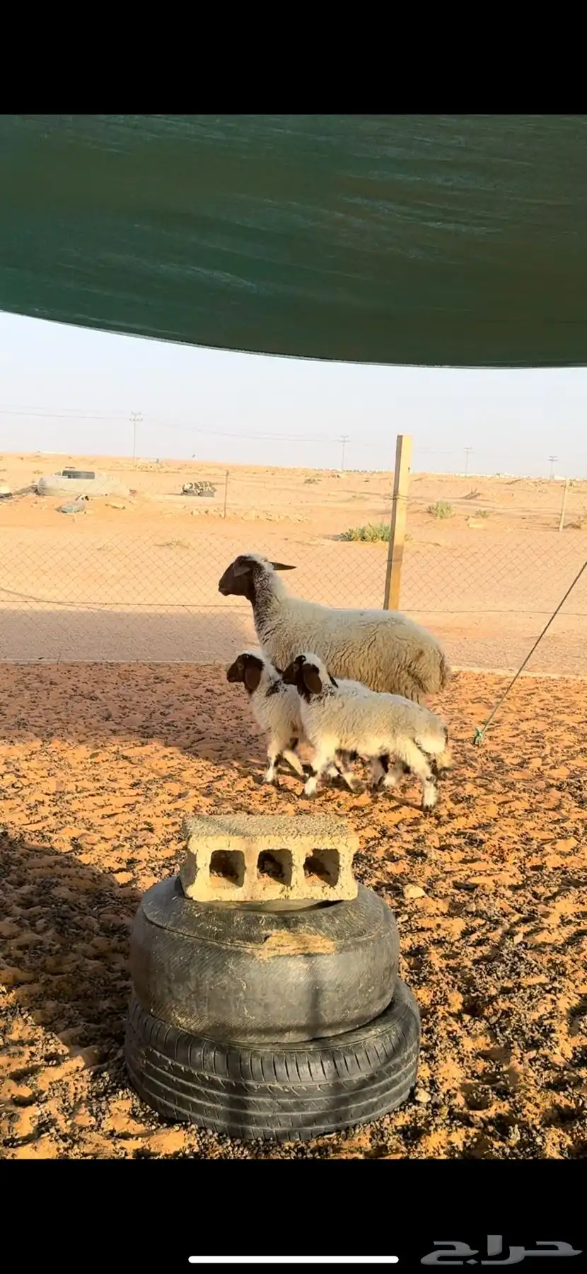 شاه متاومه 1