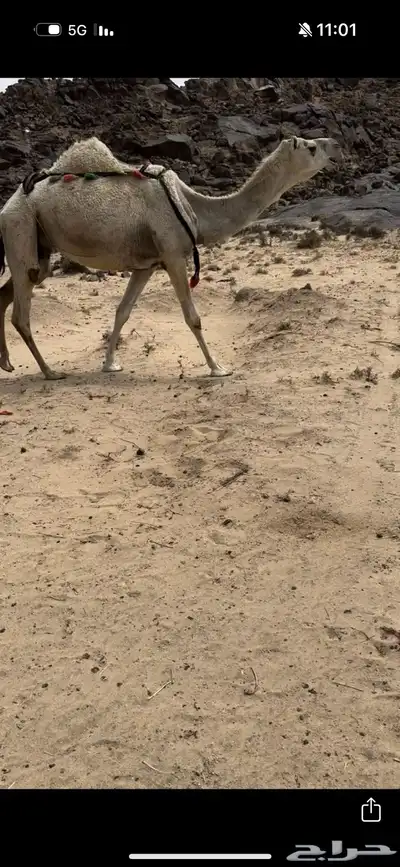 خلفه وضحا تحتها بكره وضحا طيبه وهديه وحليب وزين 1