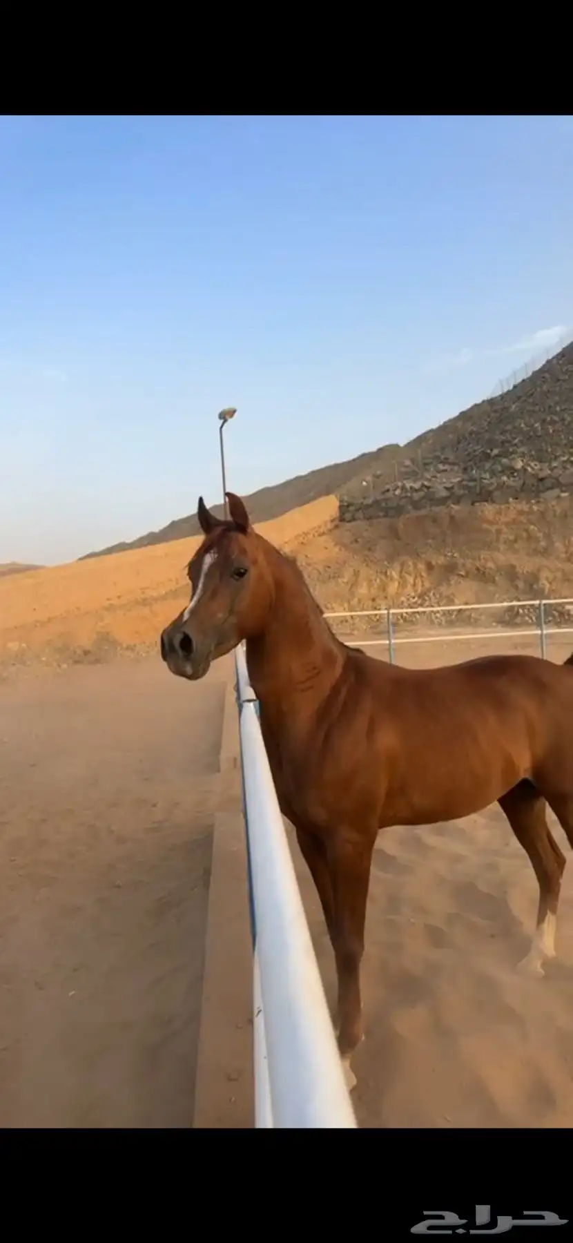 حصان واهو كفو للبيع 0