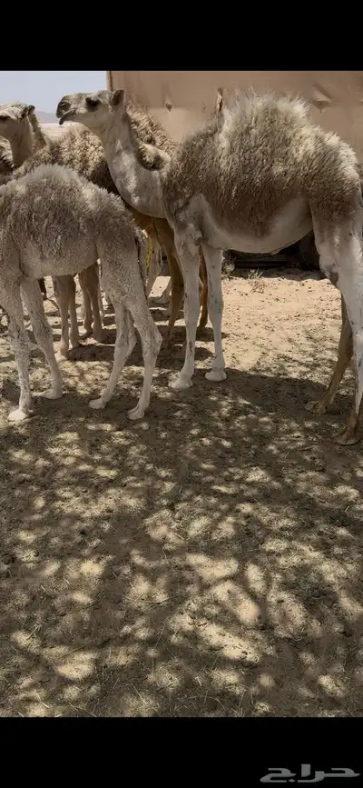 خلفه وضحا تحتها بكره وضحا طيبه وهديه وحليب وزين 6