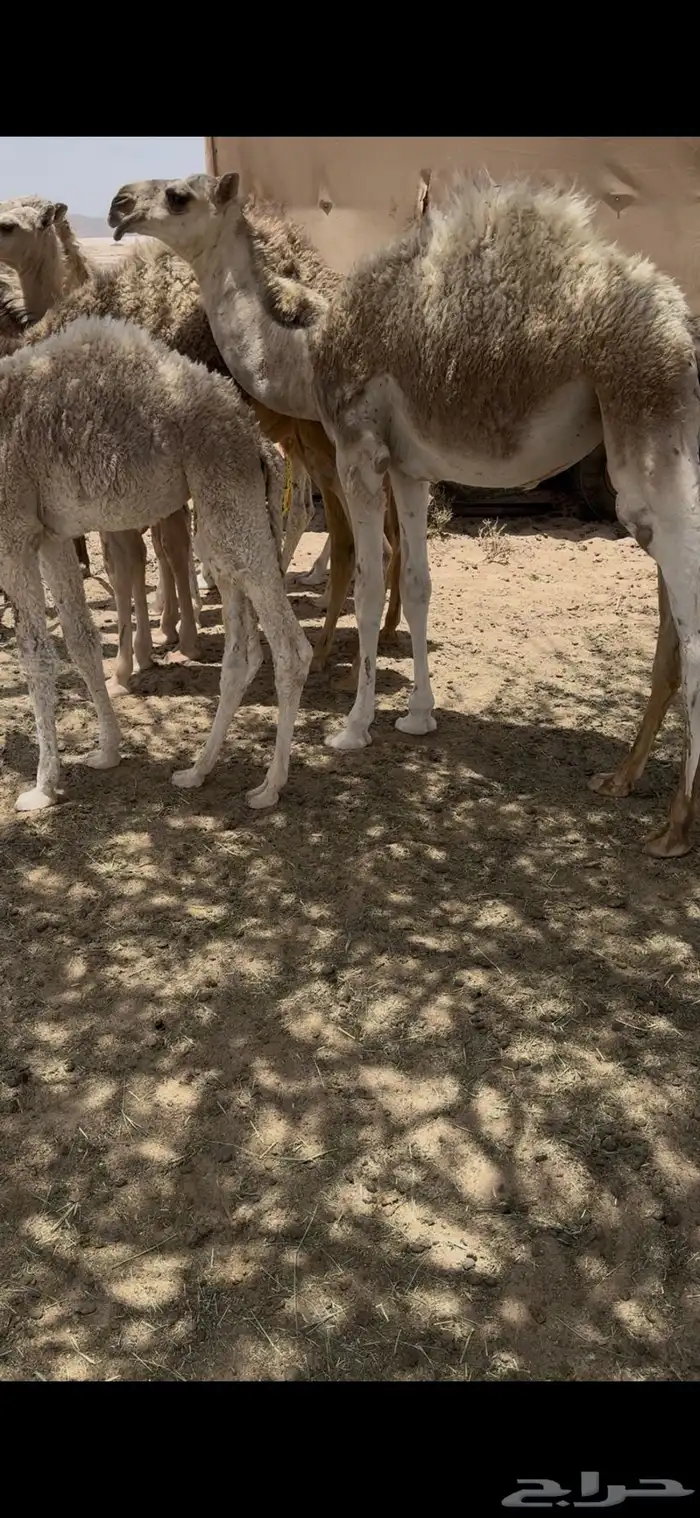 خلفه وضحا تحتها بكره وضحا طيبه وهديه وحليب وزين 6
