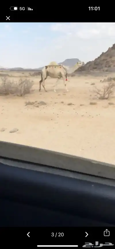 خلفه وضحا تحتها بكره وضحا طيبه وهديه وحليب وزين 16
