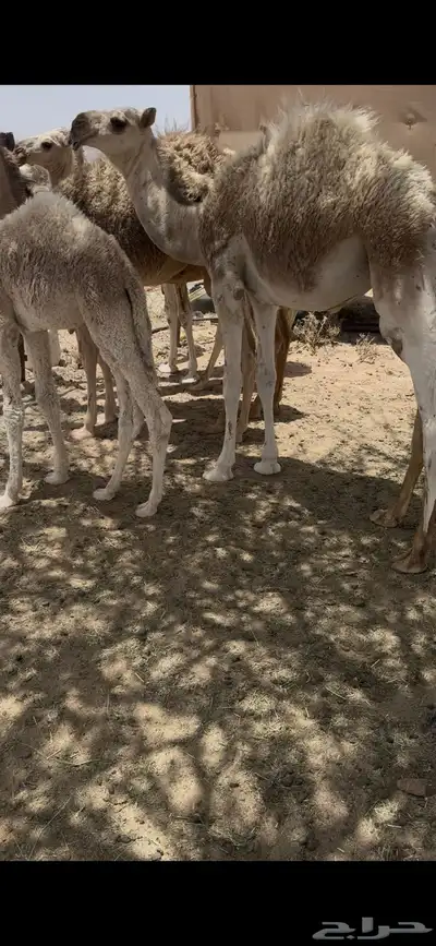 خلفه وضحا تحتها بكره وضحا طيبه وهديه وحليب وزين 7