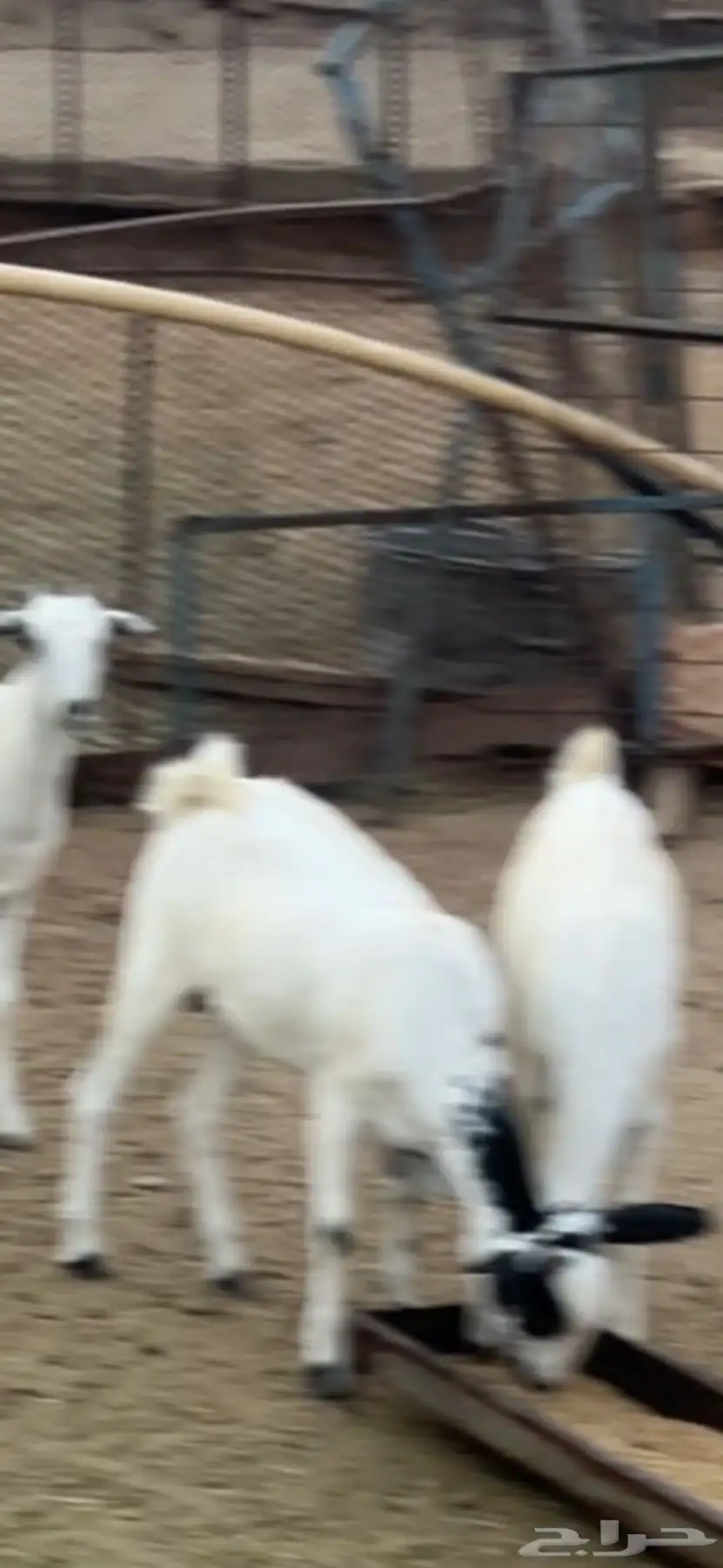 معزى مقاني 0