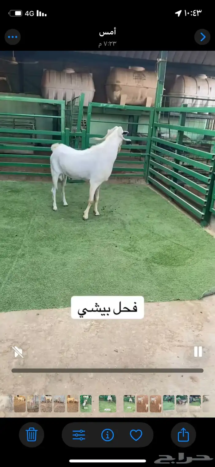 فحل بيشي جرم طيب 1