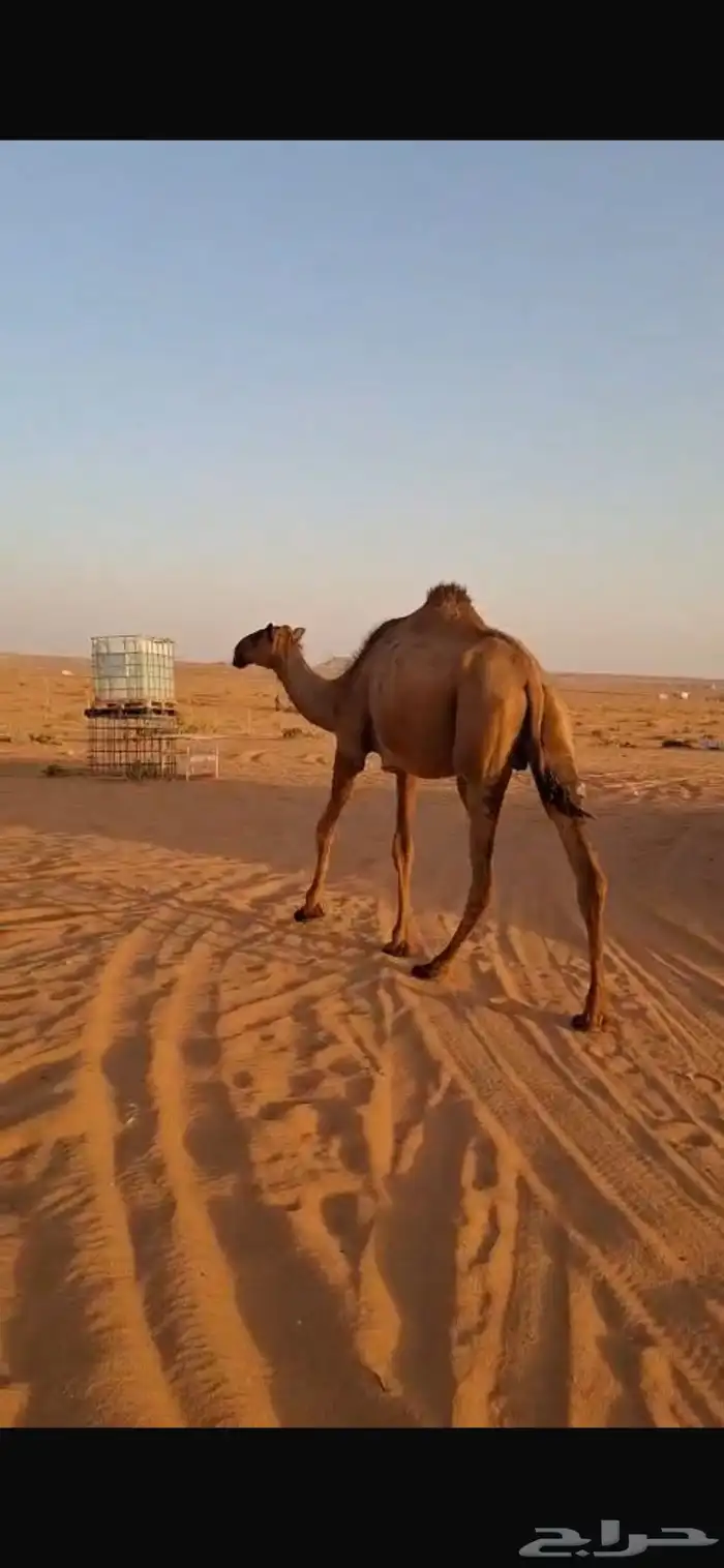للبيع عشراء ثنيه وبكره جذعه صفراء الموقع ضرماء 3