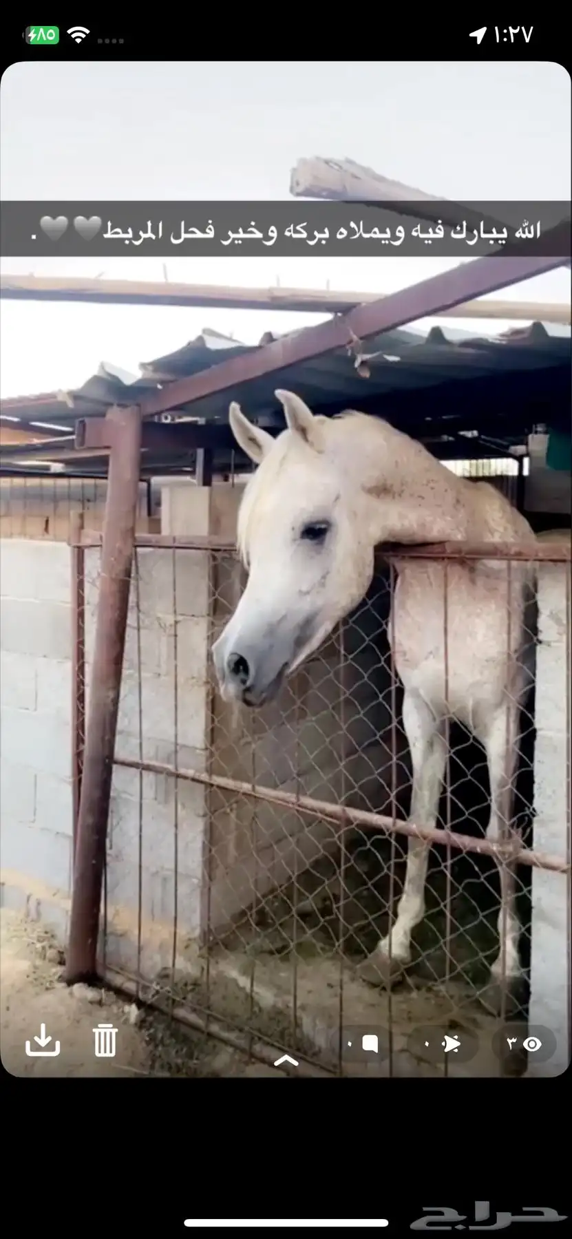 مجموعة خيل واهو وشعبيات 2