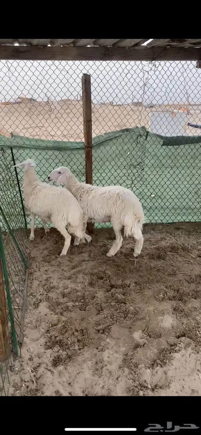 رخال حريات جذعات طيبه فل 0