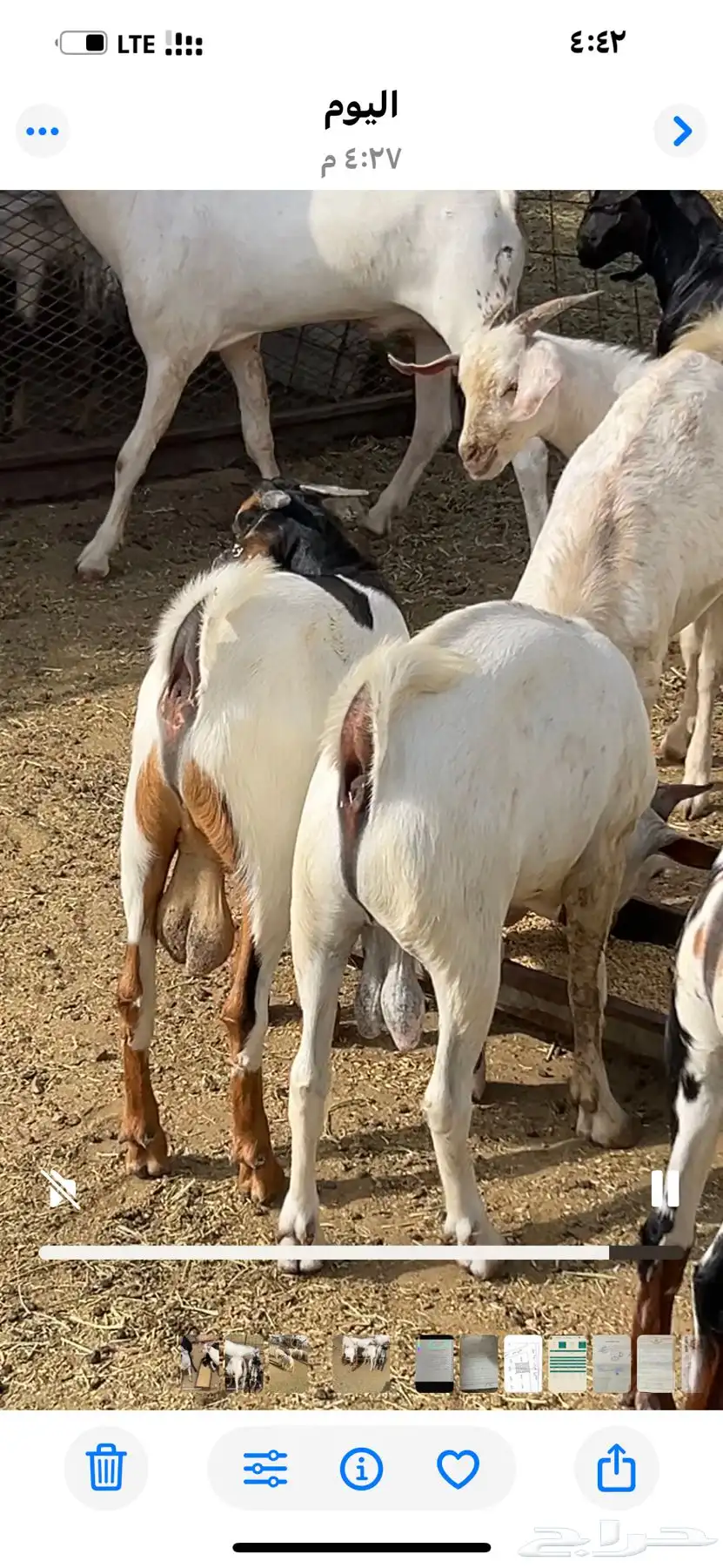 معزى مقاني 1