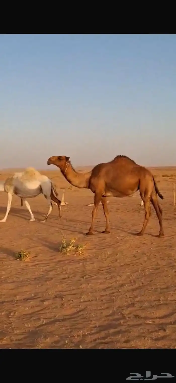 للبيع عشراء ثنيه وبكره جذعه صفراء الموقع ضرماء 0