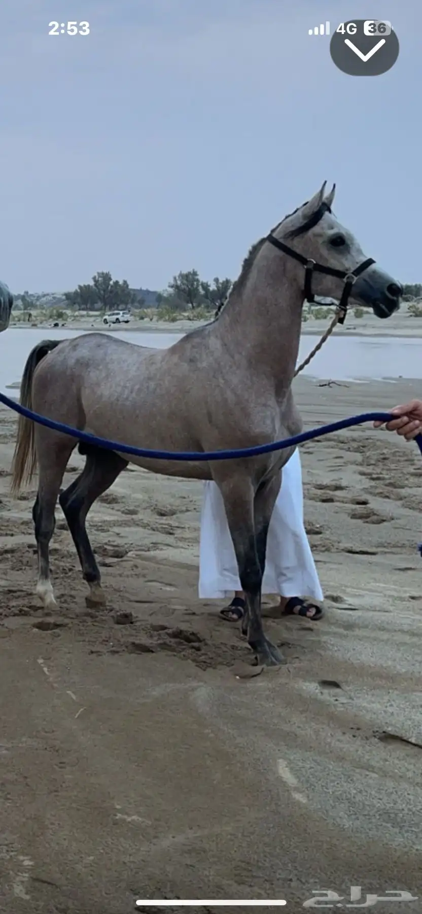 حصان واهو 1