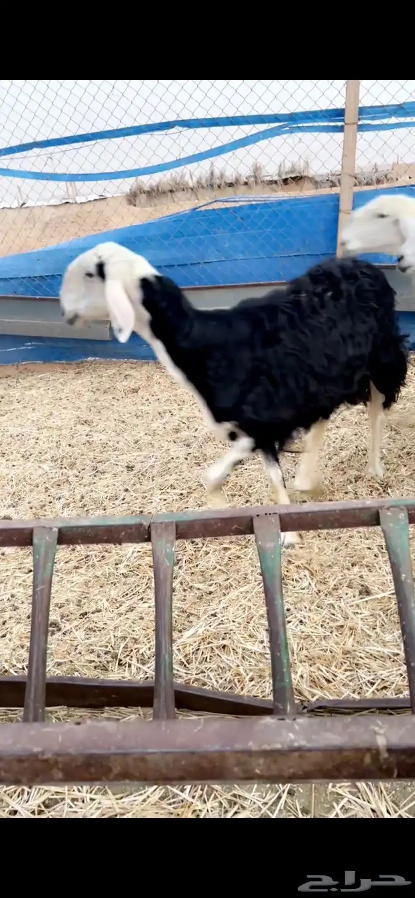 غنم نجد صافيه طيبه 8