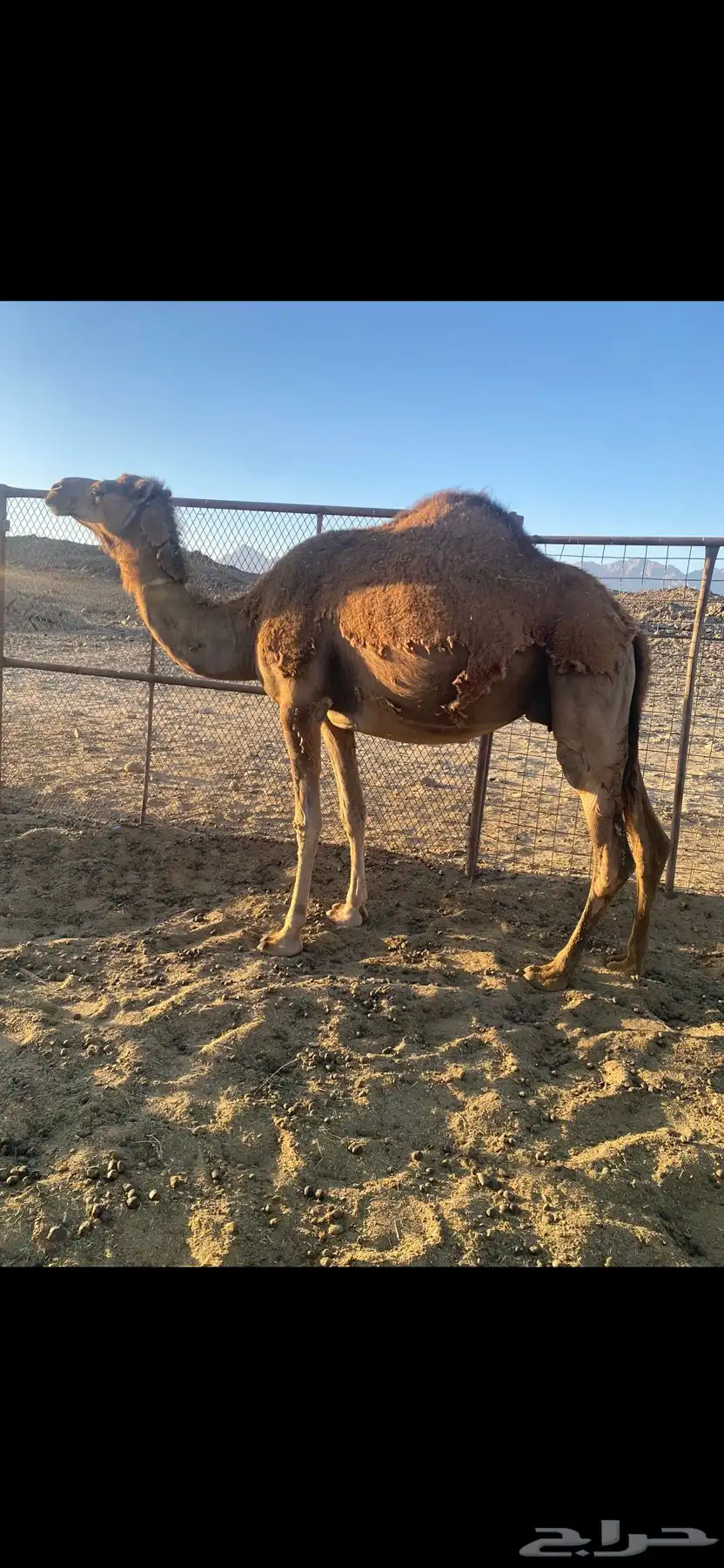 ناقه حمراء 0