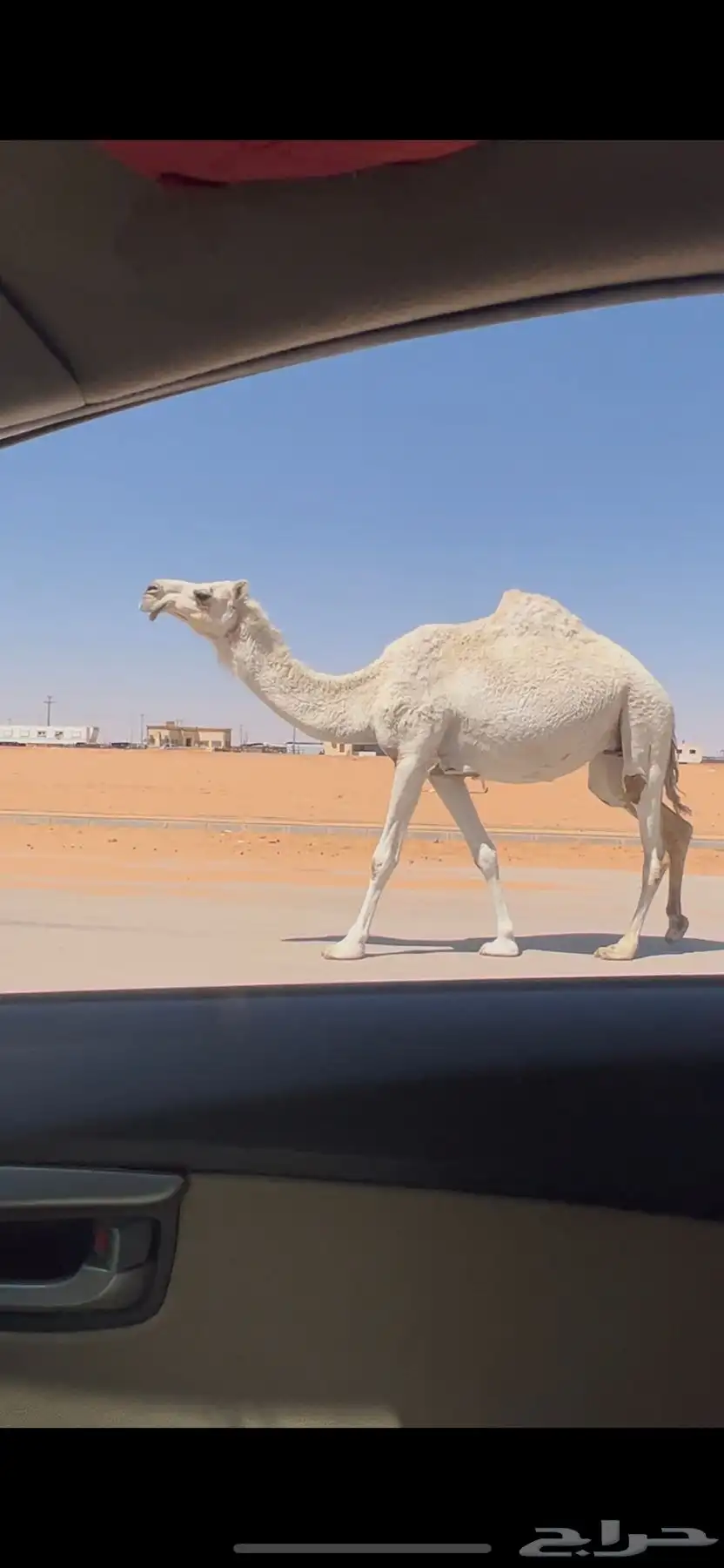 وضحا رباع لقحه طيبه 0