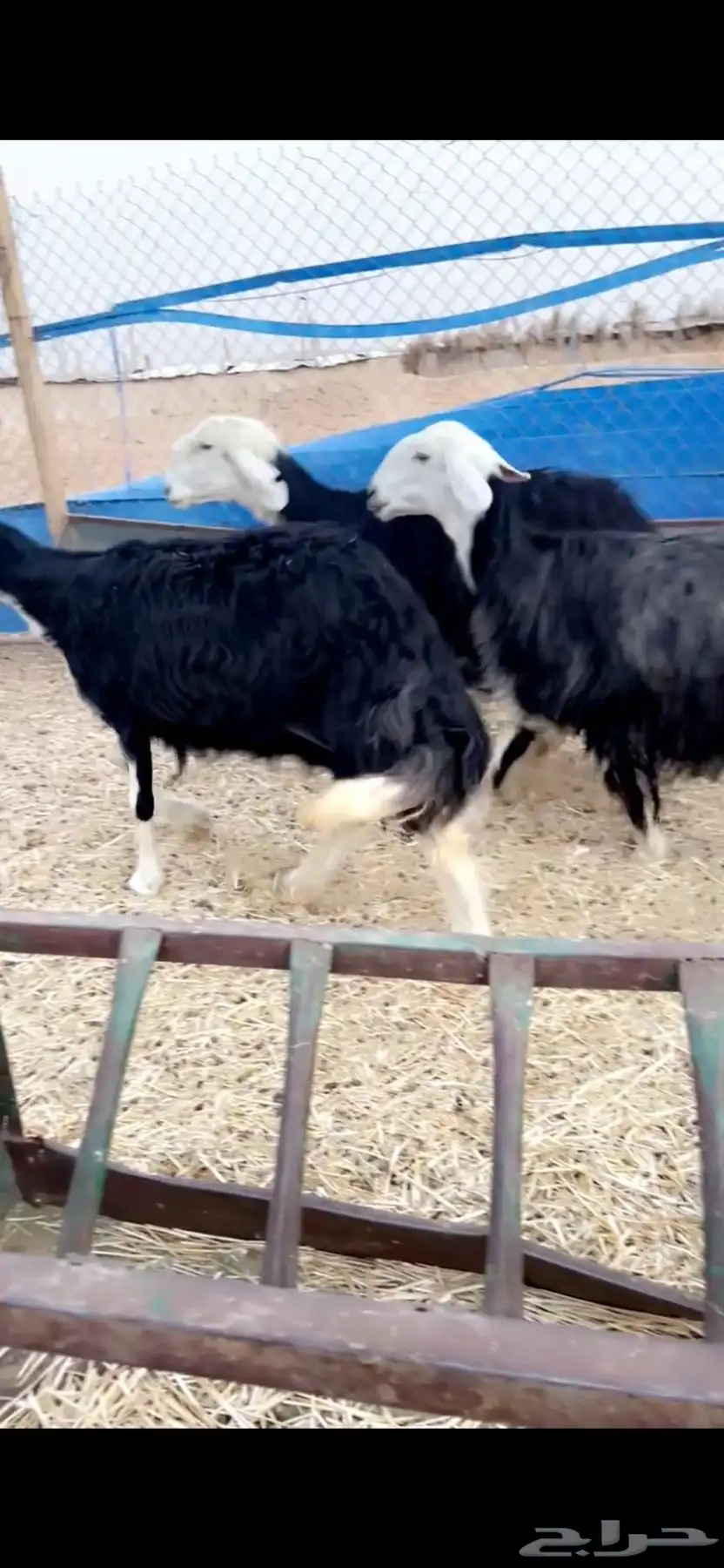 غنم نجد صافيه طيبه 1