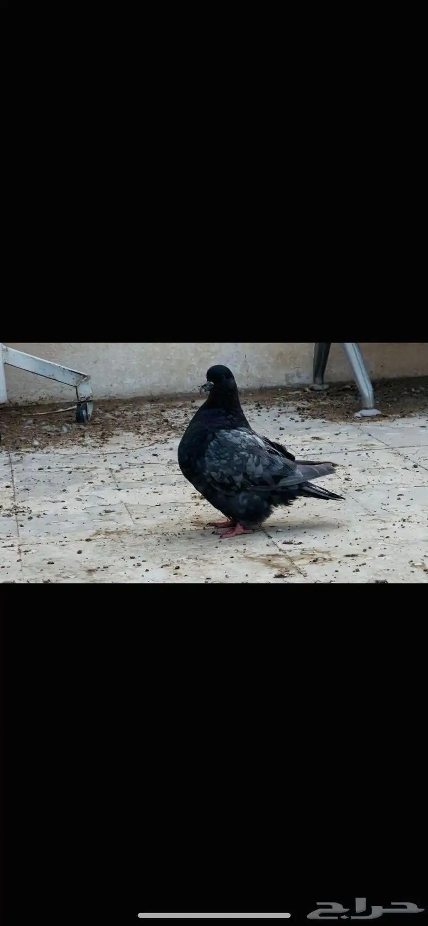 انثى فرش اندونيشن 4