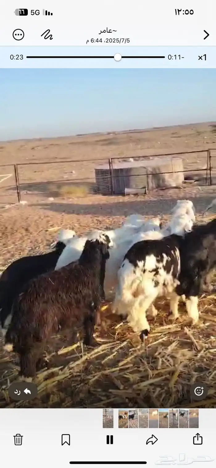 طليان وتيوس للبيع الموقع املج 4