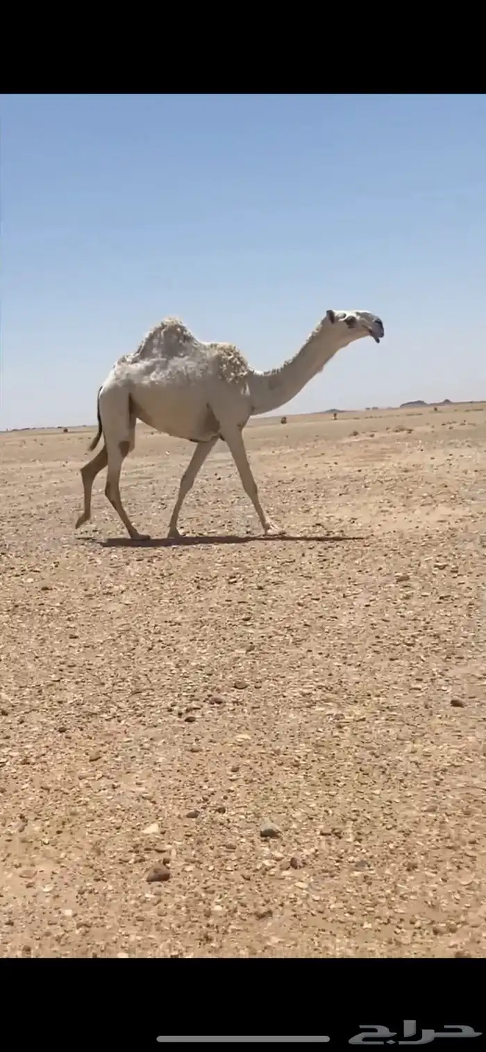 للبيع البكره 0