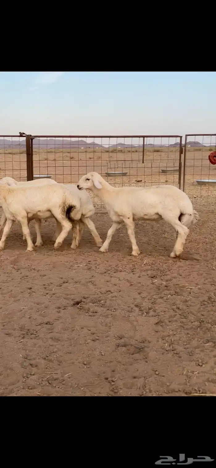 بهم حري خرفان تم تم اللبيع 4