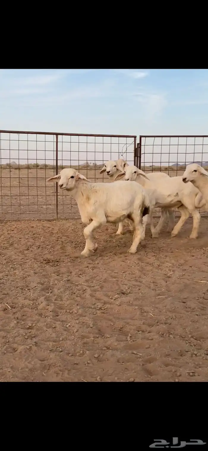 بهم حري خرفان تم تم اللبيع 1