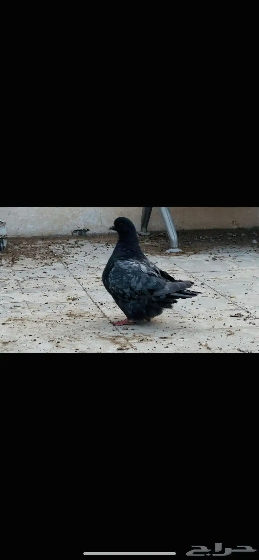انثى فرش اندونيشن 1