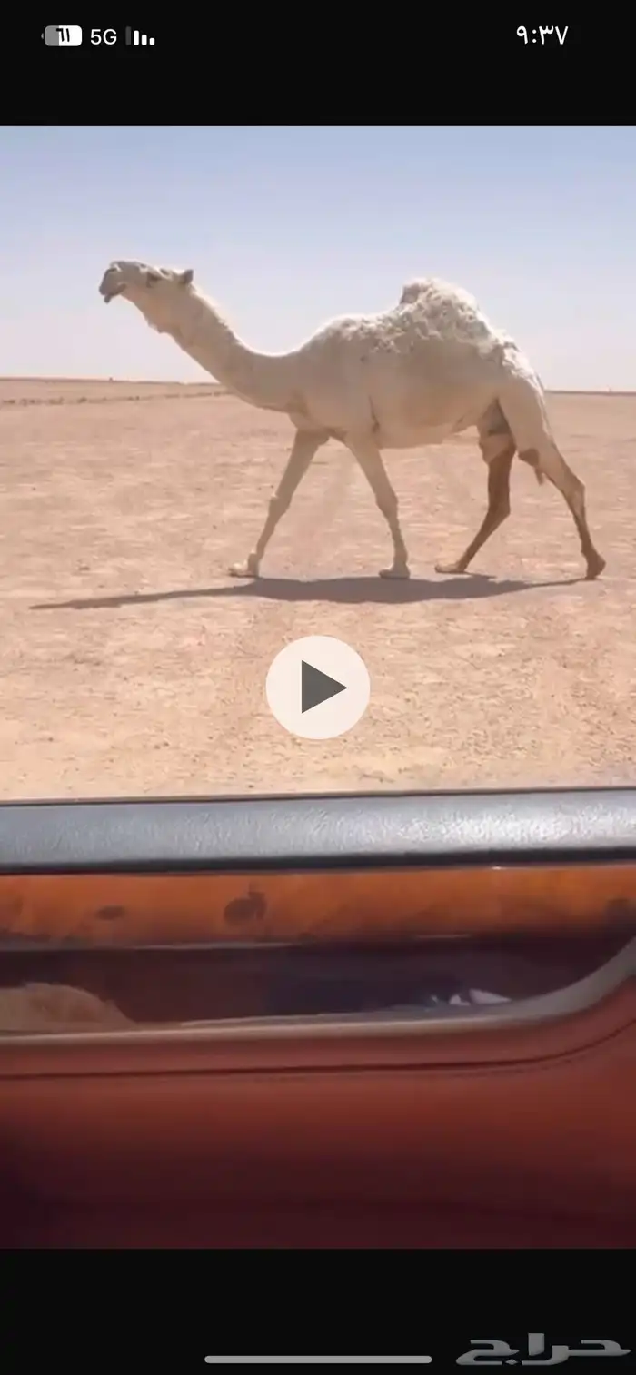 للبيع الوضحا الكفو الرمانيه 0