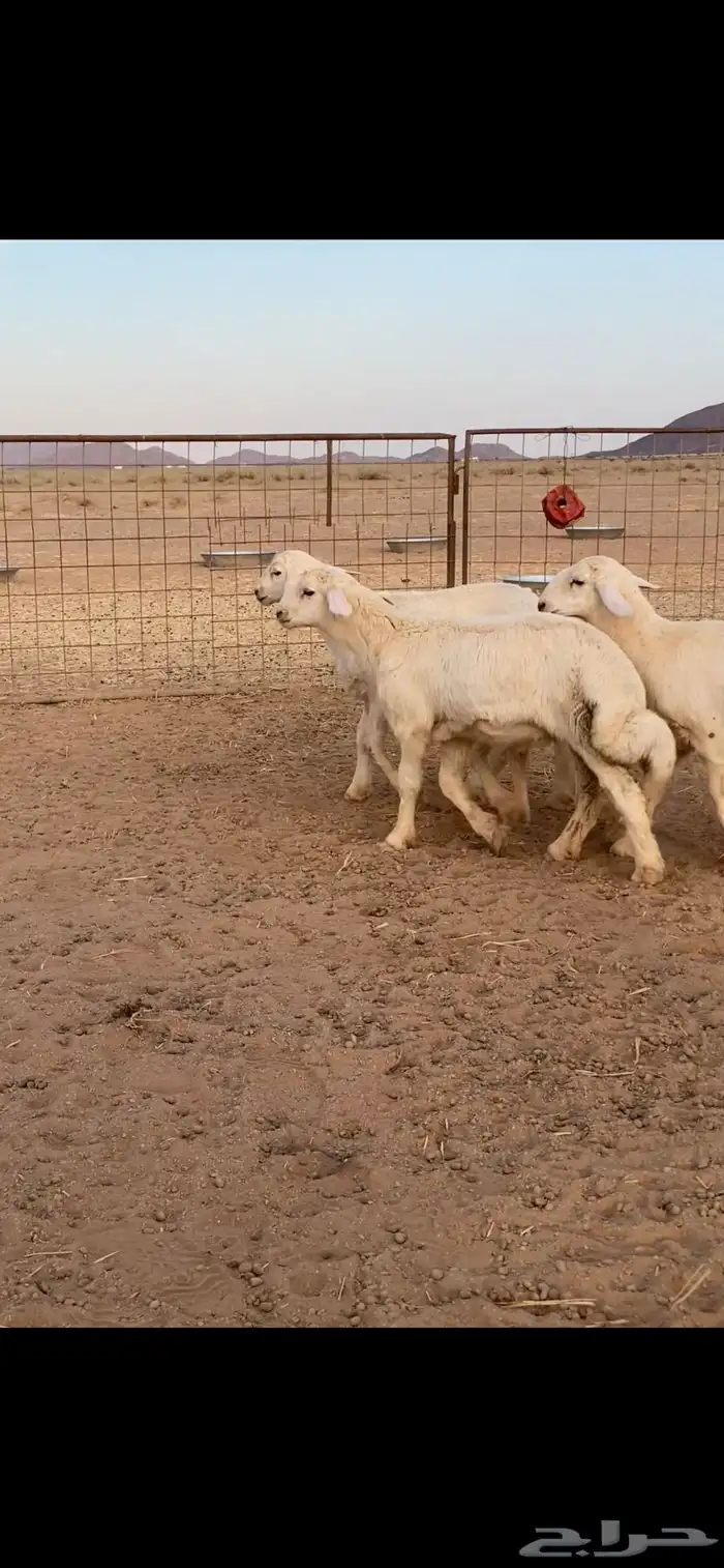 بهم حري خرفان تم تم اللبيع 0