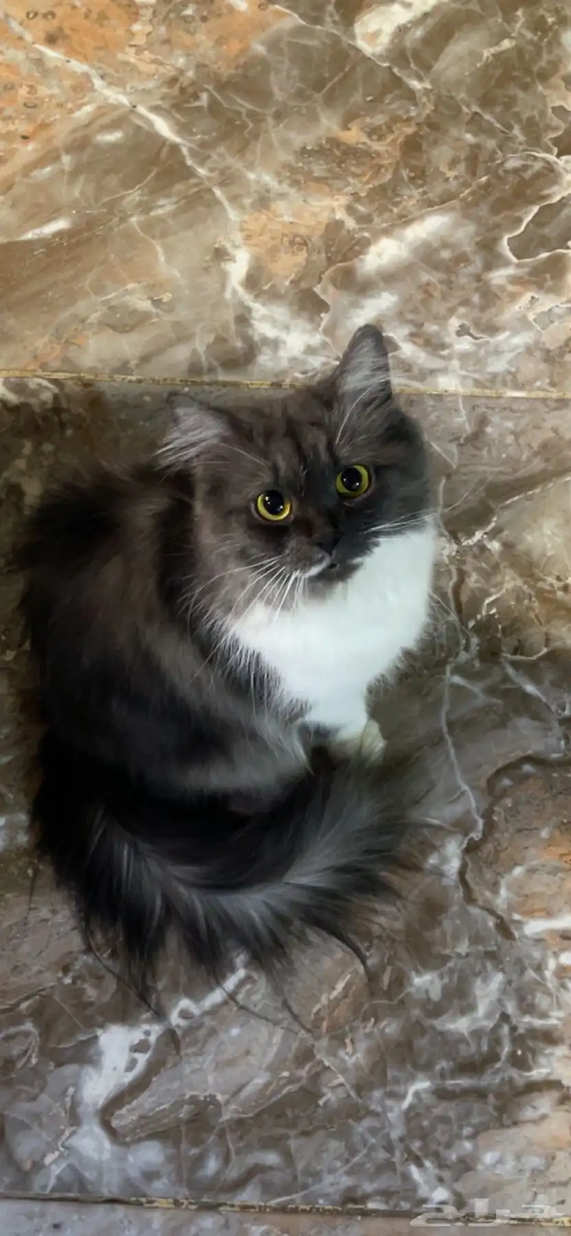 قطة انثى وابنها عمره شهرين . 0