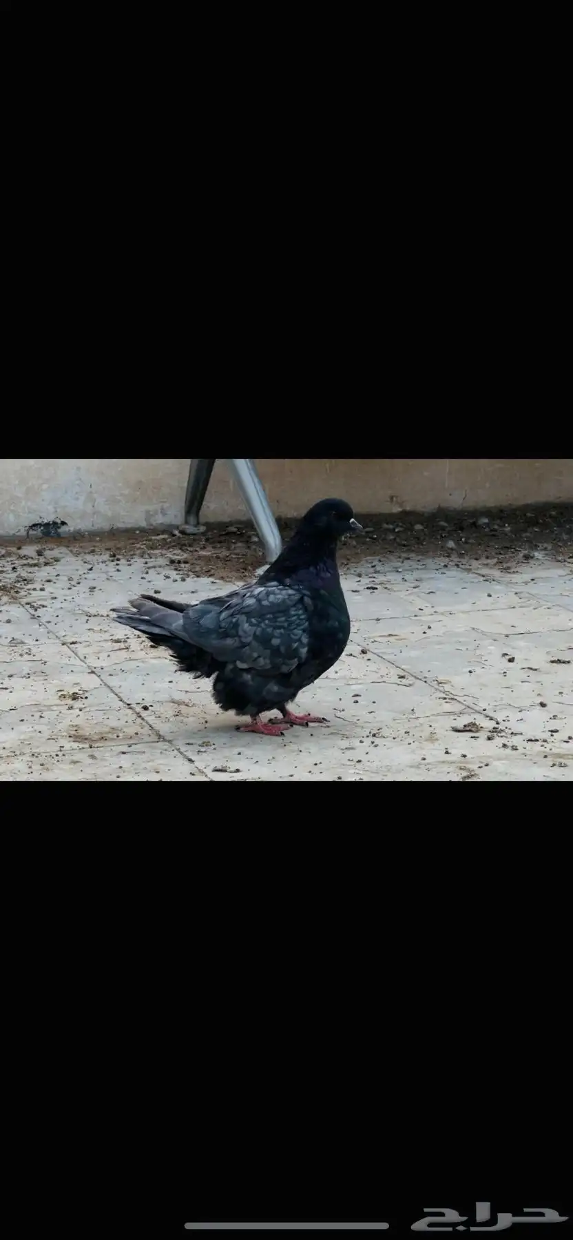 انثى فرش اندونيشن 2